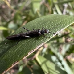 Plecoptera sp. (order) (Unidentified Stone fly) at Murrumbateman, NSW - 27 Jun 2023 by SimoneC