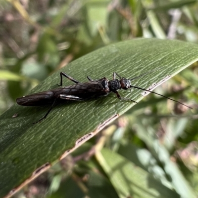 Plecoptera sp. (order) (Unidentified Stone fly) at Murrumbateman, NSW - 27 Jun 2023 by SimoneC