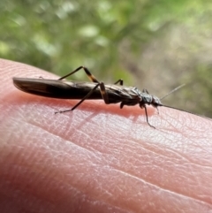 Plecoptera sp. (order) at Murrumbateman, NSW - 27 Jun 2023