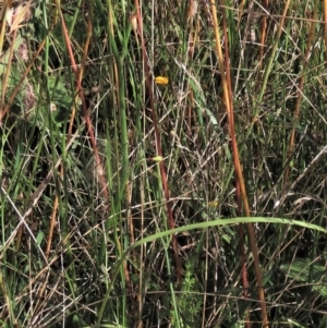 Wahlenbergia planiflora at Dry Plain, NSW - 14 Mar 2022