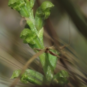 Microtis unifolia at Dry Plain, NSW - suppressed