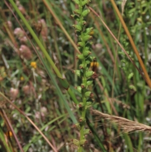 Microtis unifolia at Dry Plain, NSW - suppressed