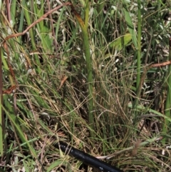 Microtis unifolia at Dry Plain, NSW - suppressed