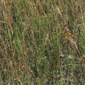 Microtis unifolia at Dry Plain, NSW - suppressed