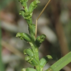 Microtis unifolia at Dry Plain, NSW - suppressed