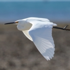 Egretta garzetta (Little Egret) at Wellington Point, QLD - 29 Jun 2023 by TimL