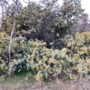 Acacia baileyana at Watson, ACT - 30 Jun 2023