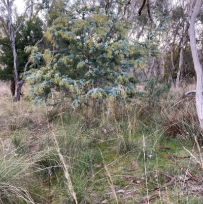 Acacia baileyana (Cootamundra Wattle, Golden Mimosa) at Watson, ACT - 30 Jun 2023 by waltraud