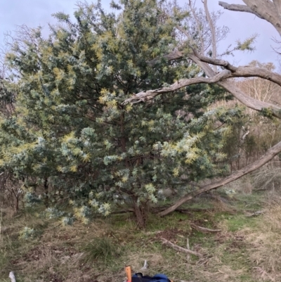 Acacia baileyana (Cootamundra Wattle, Golden Mimosa) at Watson, ACT - 30 Jun 2023 by waltraud