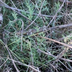Cupressus arizonica (Arizona Cypress) at Watson, ACT - 12 Jul 2023 by waltraud