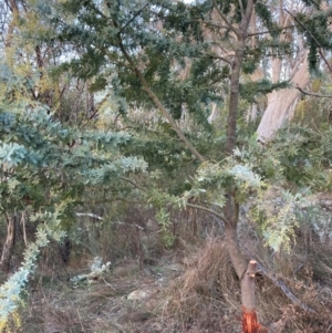 Acacia baileyana at Watson, ACT - 30 Jun 2023