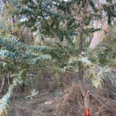 Acacia baileyana (Cootamundra Wattle, Golden Mimosa) at Watson, ACT - 30 Jun 2023 by waltraud