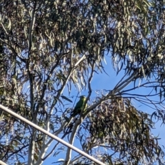 Polytelis swainsonii (Superb Parrot) at Mawson, ACT - 30 Jun 2023 by dougsky