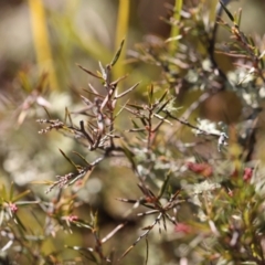 Lissanthe strigosa subsp. subulata at Forde, ACT - 1 Jul 2023