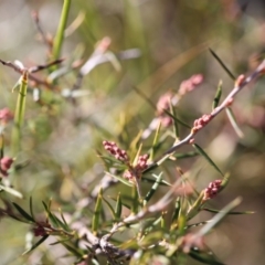 Lissanthe strigosa subsp. subulata at Forde, ACT - 1 Jul 2023