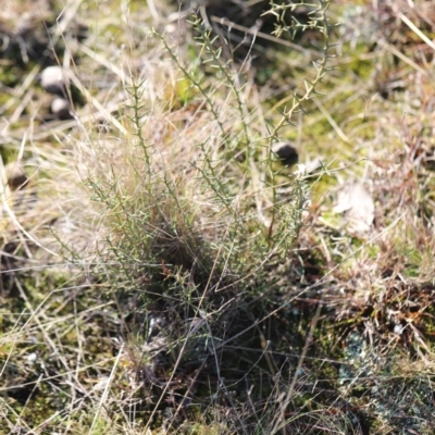 Daviesia genistifolia (Broom Bitter Pea) at Forde, ACT - 1 Jul 2023 by JimL