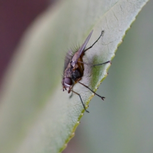 Senostoma sp. (genus) at Florey, ACT - 17 Jun 2023