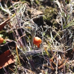 Unverified Fungus at Forde, ACT - 1 Jul 2023 by JimL