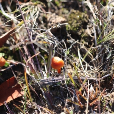 Unverified Fungus at Forde, ACT - 1 Jul 2023 by JimL