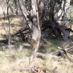 Notamacropus rufogriseus (Red-necked Wallaby) at Mulligans Flat - 1 Jul 2023 by JimL