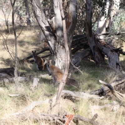 Notamacropus rufogriseus (Red-necked Wallaby) at Forde, ACT - 1 Jul 2023 by JimL