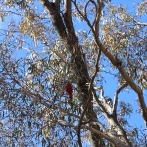 Platycercus elegans at Forde, ACT - 1 Jul 2023