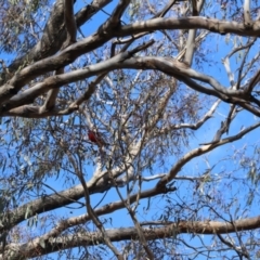 Platycercus elegans at Forde, ACT - 1 Jul 2023