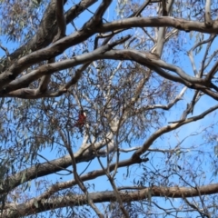 Platycercus elegans at Forde, ACT - 1 Jul 2023