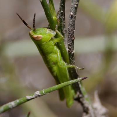 Caledia captiva (grasshopper) at Tennent, ACT - 27 Dec 2022 by KorinneM