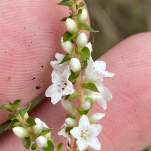 Epacris microphylla at Mongarlowe, NSW - suppressed