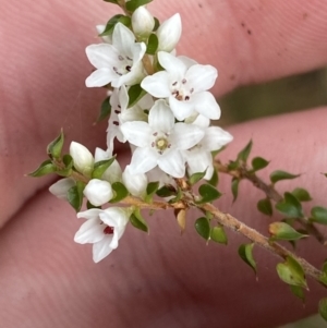 Epacris microphylla at Mongarlowe, NSW - 27 Jun 2023