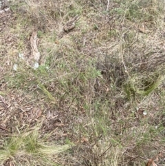 Epacris microphylla at Mongarlowe, NSW - suppressed