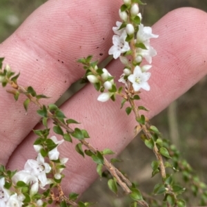 Epacris microphylla at Mongarlowe, NSW - suppressed