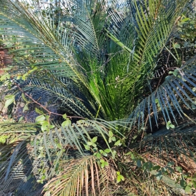 Macrozamia communis (Burrawang) at Bodalla, NSW - 1 Jul 2023 by LyndalT