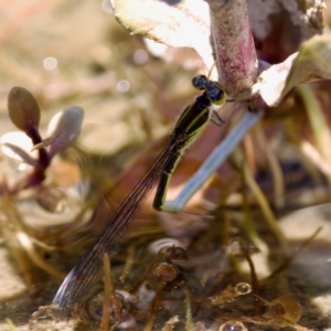 Ischnura aurora at Gigerline Nature Reserve - 27 Dec 2022 12:45 PM