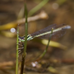 Ischnura aurora at Gigerline Nature Reserve - 27 Dec 2022