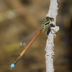 Ischnura aurora at Gigerline Nature Reserve - 27 Dec 2022 12:45 PM