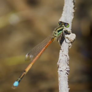 Ischnura aurora at Gigerline Nature Reserve - 27 Dec 2022