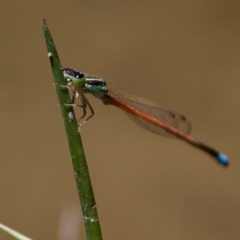 Ischnura aurora at Gigerline Nature Reserve - 27 Dec 2022