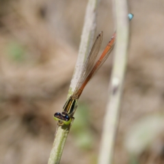 Ischnura aurora at Gigerline Nature Reserve - 27 Dec 2022 12:45 PM