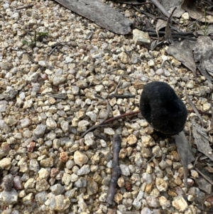 Geoglossum at Paddys River, ACT - 1 Jul 2023 12:21 PM