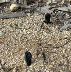 Geoglossum at Paddys River, ACT - 1 Jul 2023