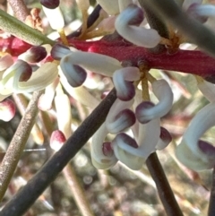 Hakea decurrens subsp. decurrens (Bushy Needlewood) at Aranda, ACT - 1 Jul 2023 by lbradley