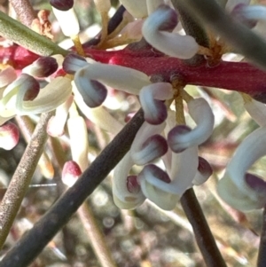 Hakea decurrens subsp. decurrens at Aranda, ACT - 1 Jul 2023