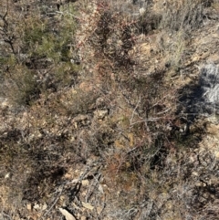 Hakea decurrens subsp. decurrens at Aranda, ACT - 1 Jul 2023