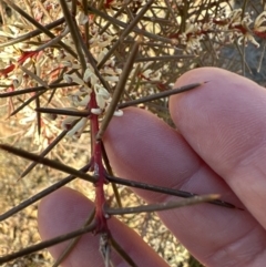 Hakea decurrens subsp. decurrens at Aranda, ACT - 1 Jul 2023