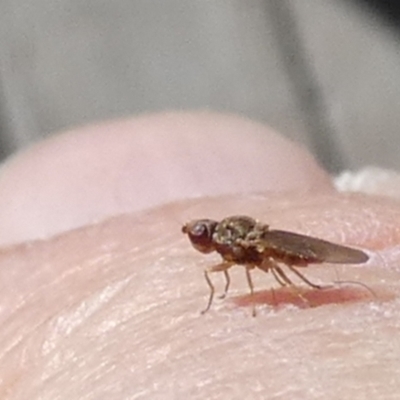 Lauxaniidae (family) at  - suppressed by Paul4K