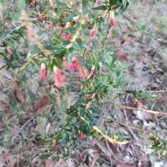 Epacris impressa (Common Heath) at Bodalla, NSW - 1 Jul 2023 by LyndalT