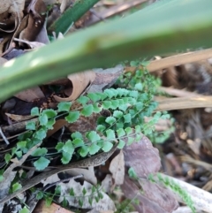 Asplenium flabellifolium (Necklace Fern) at Bodalla, NSW - 1 Jul 2023 by LyndalT