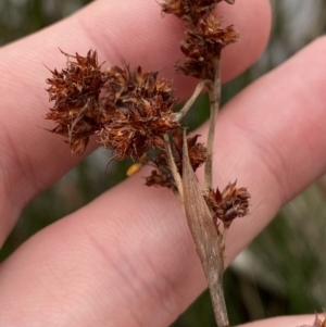 Machaerina rubiginosa at Mongarlowe, NSW - suppressed